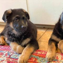 German Shepherd Puppies from Kearanen Talo German Shepherds