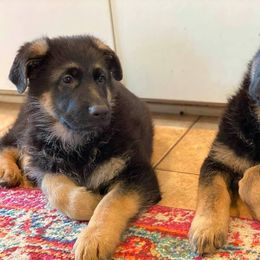 German Shepherd Puppies from Kearanen Talo German Shepherds