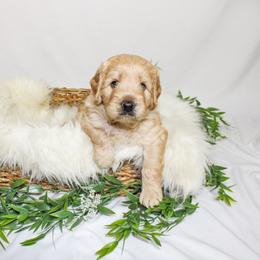 Australian Mountain Doodle, Bernedoodle, and Goldendoodle Puppies from Wynterwood Doodles