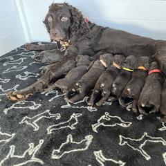 Boykin Spaniel Puppies from Drakes Creek Boykins LLC