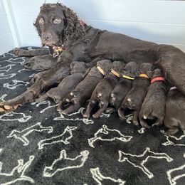 Boykin Spaniel Puppies from Drakes Creek Boykins LLC