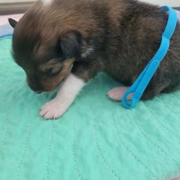 AJ - Sable male Collie puppy in Mattoon, Illinois from Gold Leaf Collies