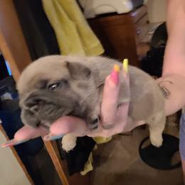 French Bulldog Puppies from 4 Leaf Frenchies