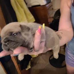 French Bulldog Puppies from 4 Leaf Frenchies