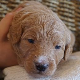 Girl 5 - female Bernedoodle puppy in Caldwell, Idaho from Treasure Valley Poodles