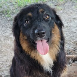 Silvy - Australian Shepherd