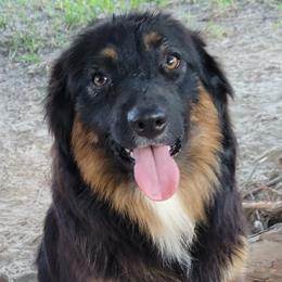 Silvy - Australian Shepherd