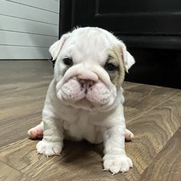 Girl 1 - Bulldog puppy in Demorest, Georgia from The Georgia Bully Bunch