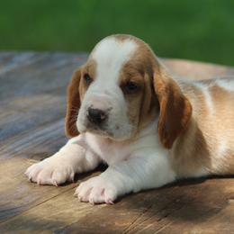 Female 3 - Red and white female Basset Hound puppy in Georgia from Huff's Hounds