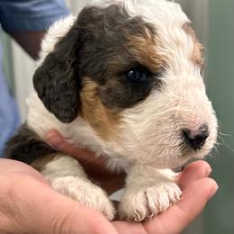 Green collar - Blue merle male Aussiedoodle puppy in Melrose, Florida from Howdilly Doodley