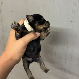 Grey - Black and silver male Miniature Schnauzer puppy in Sparta, North Carolina from New River Miniature Schnauzers and Anatolians