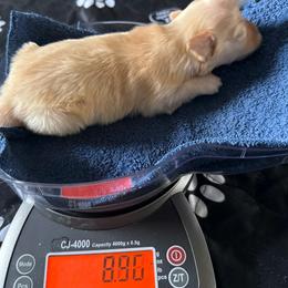 Kenzie - Fawn male Havanese puppy in Hudson, New York from Havanese of Claverack and Hudson Valley Labradors