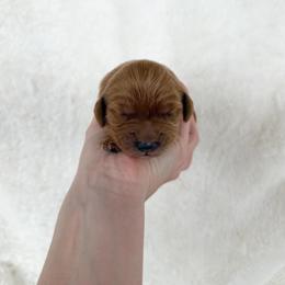 Peach - Apricot female Goldendoodle puppy in Independence, Oregon from Ankeny Doodles