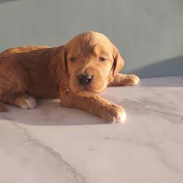 Rudy - Apricot male Goldendoodle puppy in Apache Junction, Arizona from Loving Doodle