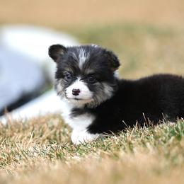 Queen - Black and tan female Pembroke Welsh Corgi puppy in Mona, Utah from Sorensen Corgis