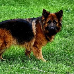 Tabby - German Shepherd