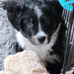 Miniature Australian Shepherd and Toy Australian Shepherd Puppies from Miller Hill Aussies