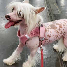 Daisy - Chinese Crested