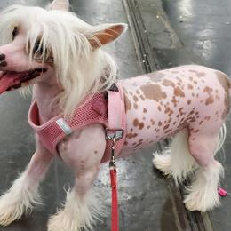 Daisy - Chinese Crested