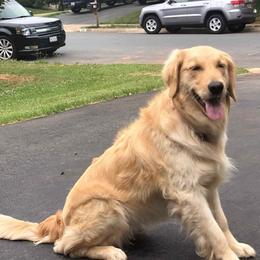 Golden Retrievers from Penny & The Sugarbutts