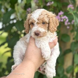 Bella - Parti female Double Doodle puppy in Yoakum, Texas from The Scott’s Dood Ranch
