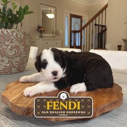 Fendi - Gray and white female Old English Sheepdog puppy in Cleveland, Tennessee from Narrow Path Old English & Sheepadoodles