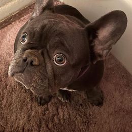 French Bulldogs from Jennifer Estrada's French Bulldogs