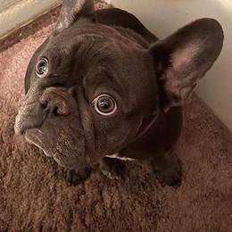 French Bulldogs from Jennifer Estrada's French Bulldogs
