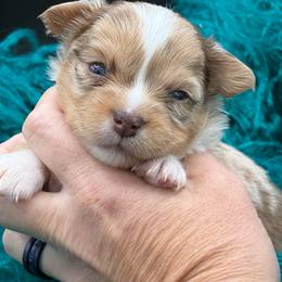 Chip - Chocolate and white male Chihuahua puppy in Franklin, North Carolina from A&J Cutie Pawtooties