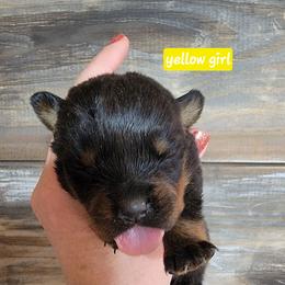 Yellow girl - Black and mahogany female Rottweiler puppy in Custer County, Oklahoma from Rough Creek Kennels