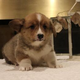 Judea - Pembroke Welsh Corgi puppy from Covered Bridge Corgis