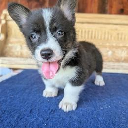 Roz Doyle - Brindle and white female American Corgi puppy in Shawnee, Oklahoma from Sunray Ranch