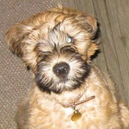 Soft Coated Wheaten Terriers from AnamCara Wheatens