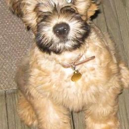 Soft Coated Wheaten Terriers from AnamCara Wheatens