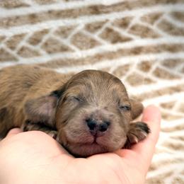Cricket - Red male Dachshund puppy in Southwest Ranches, Florida from Breezy Florida Dachshunds