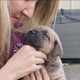 Cane Corso Puppies from Venom Cane Corsos