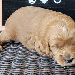 Blue Boy - Loki - Chocolate Goldendoodle puppy in Eagle Mountain, Utah from Our Little Doodles