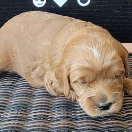 Blue Boy - Loki - Chocolate Goldendoodle puppy in Eagle Mountain, Utah from Our Little Doodles