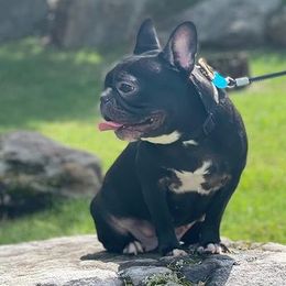 French Bulldogs from Bullies Paw