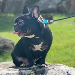French Bulldogs from Bullies Paw
