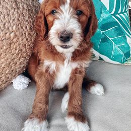 Goldendoodle Puppies from Halo Doodles