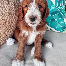 Goldendoodle Puppies from Halo Doodles