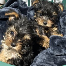 Morkies and Yorkshire Terriers from DEJAVU PUPS