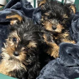 Morkies and Yorkshire Terriers from DEJAVU PUPS