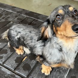 Callum - Dachshund
