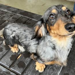 Callum - Dachshund