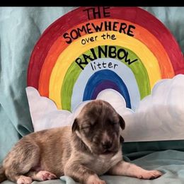 Boy 1 - Silken Windhound puppy in Punta Gorda, Florida from Sunkissed Silken Windhounds