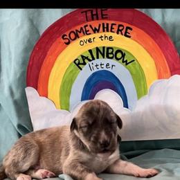 Boy 1 - Silken Windhound puppy in Punta Gorda, Florida from Sunkissed Silken Windhounds