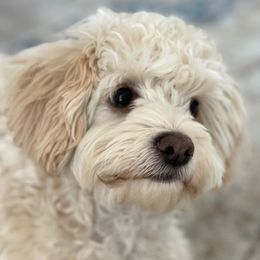 Penny - Maltipoo
