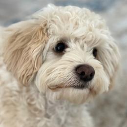 Penny - Maltipoo